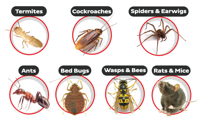 Termite and Pest Control Services in Palampur, Kangra