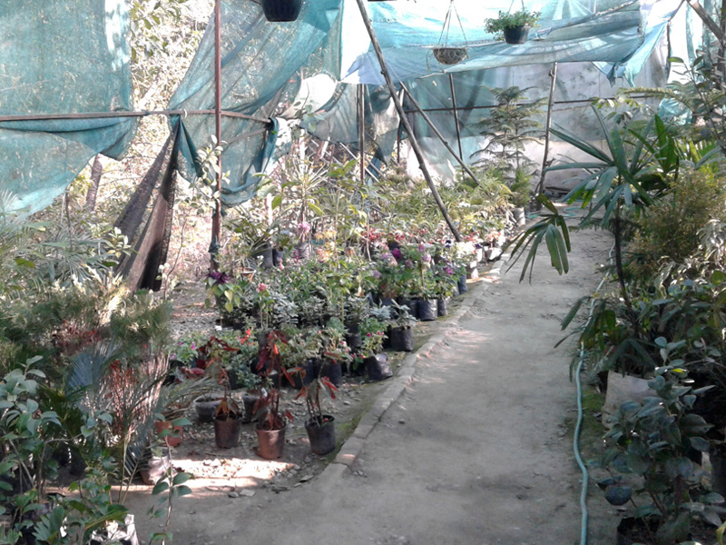 Maya Flower Nursery in Sungal, Palampur